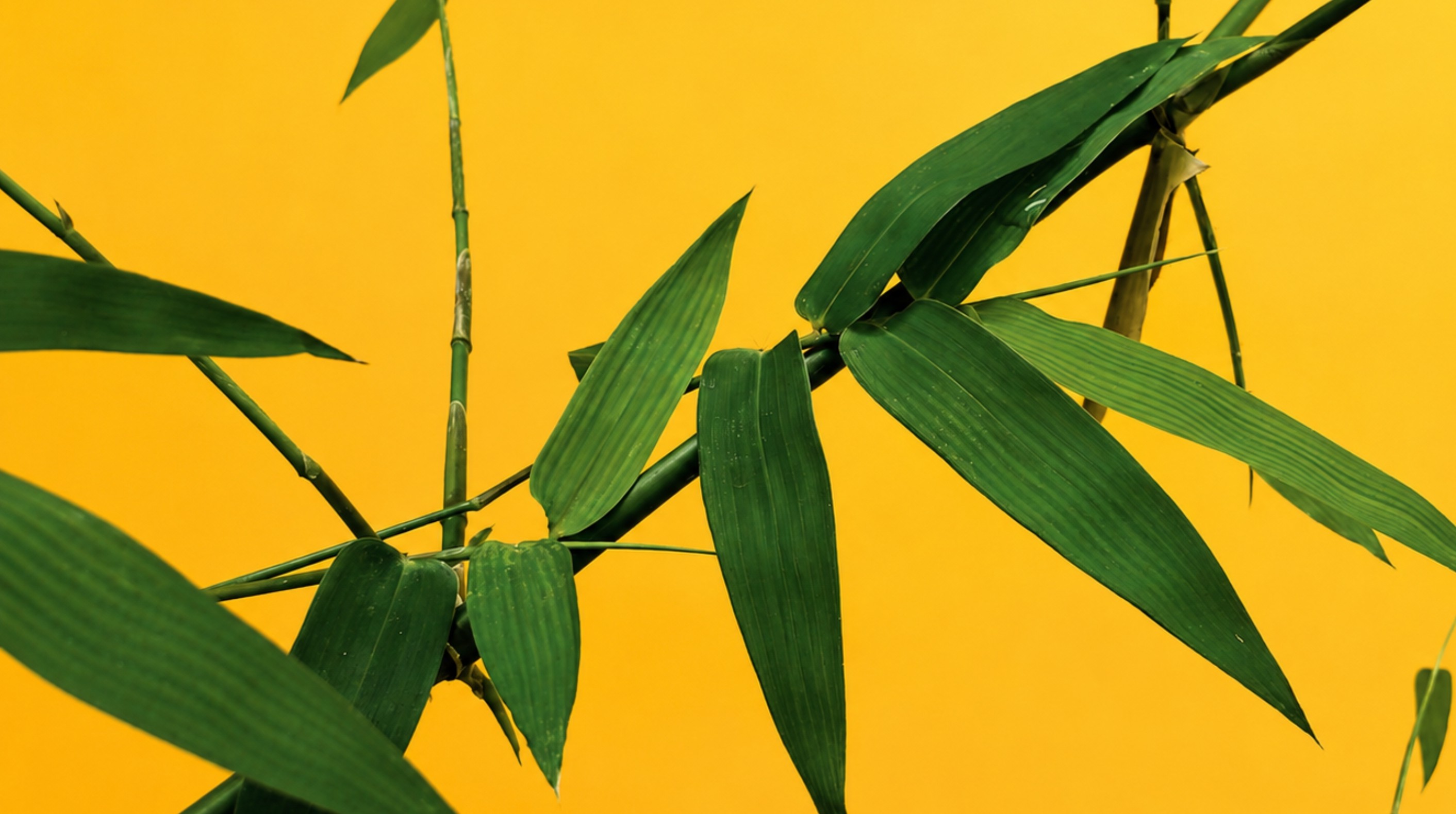 Bamboo stems and leaves against a bold yellow background